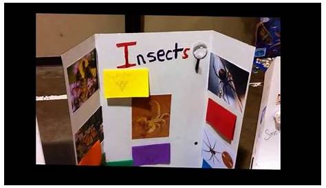 science fair projects for 2nd graders