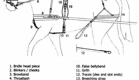 harness diagram (With images) | Horse harness, Miniature horse barn