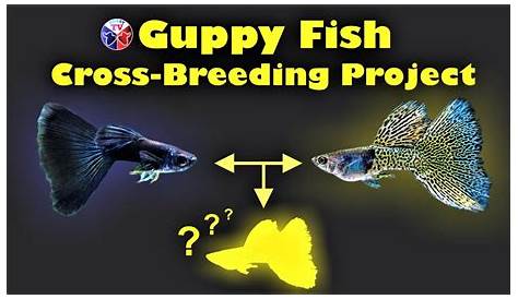 Guppy Cross Breeding Chart