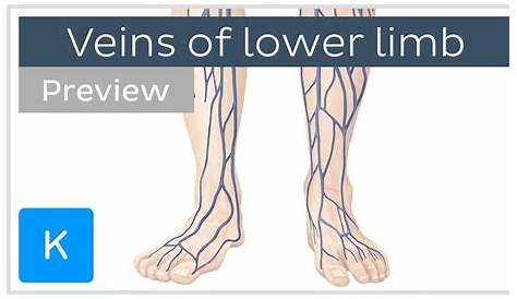 lower extremity vein diagram