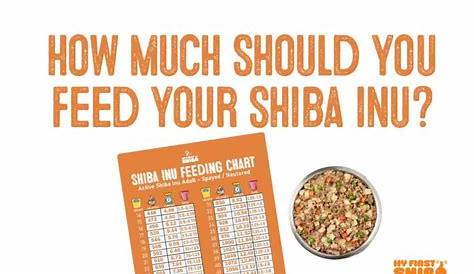 shiba inu feeding chart