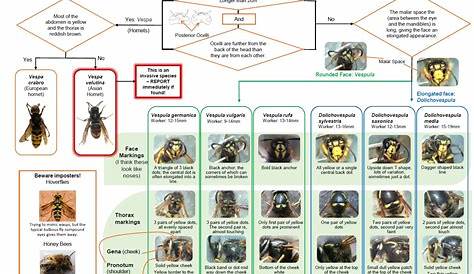 Identification – The Big Wasp Survey