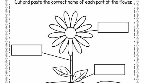 Parts of a Flower Worksheet for Kindergarten - Free Printable, Digital