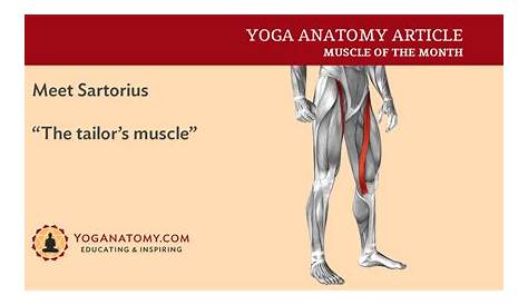 Sartorius muscle attachments and actions as it relates to yoga