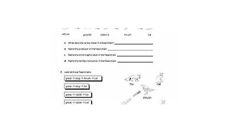 food chains and webs worksheet