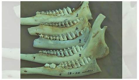 Whitetail Deer Teeth Aging Chart