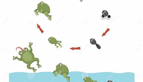 frog life cycle animation