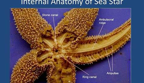 sea star anatomy labeled