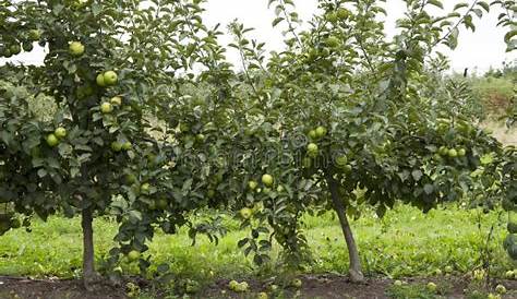 Green apple tree stock photo. Image of apples, small - 45032660