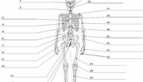 13 Best Images of Skeleton Bones Labeled Worksheets - Labeled Human