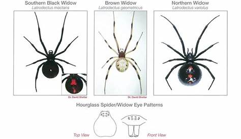 Spiders In Virginia Identification Chart