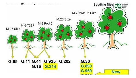 Apple tree sizes | Edible Landscaping | Pinterest | Apples, Planting and Gardens
