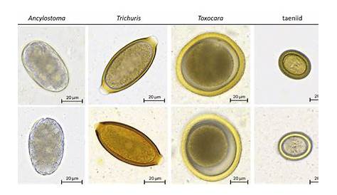 VETSCAN IMAGYST images of individual fecal parasite eggs. Each column