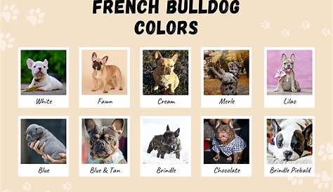 french bulldog colors akc chart