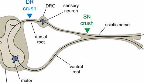 motor neuron compare to circuit diagram