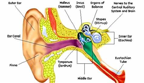 Ear Diagram – Ear Anatomy – Charts