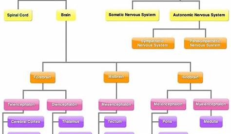 Nervous System: Diagram, Function & Diseases – StudiousGuy