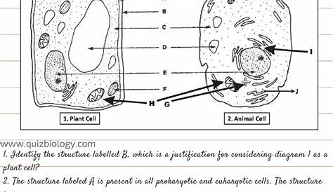 Plant Cell and Animal Cell Diagram Worksheet PDF