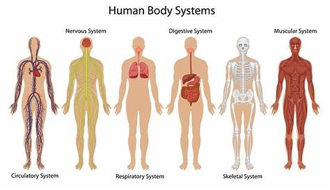 human body systems chart