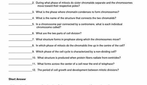 mitosis worksheet answer key