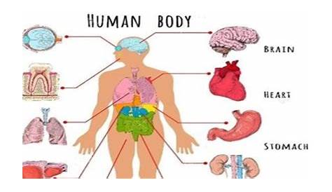 human organs chart