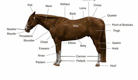 Horse Diagram - The Main Body Parts of a Horse - Seriously Equestrian