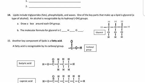 lipids worksheet answers pdf