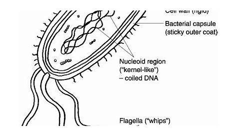 characteristics of bacteria worksheet answers - Illustration Cline