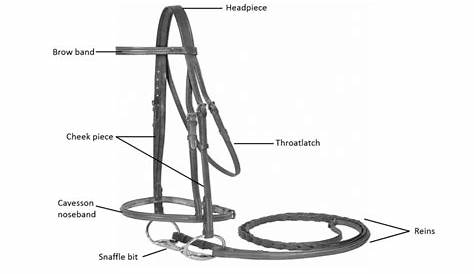 parts of the enflish bridle | HORSE COURSES ONLINE
