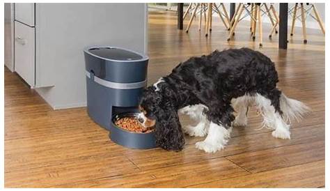 The Known Advantages of Using an Automatic Pet Feeder | PetPact.com