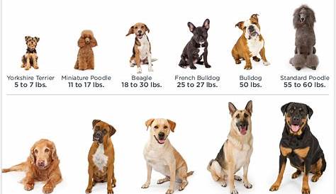 Dog Weight Chart By Breed
