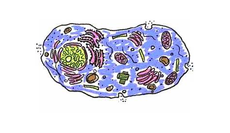 Animal Cell Without Labels - ClipArt Best