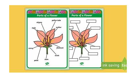 label the flower parts worksheets