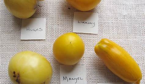 heirloom yellow tomato varieties