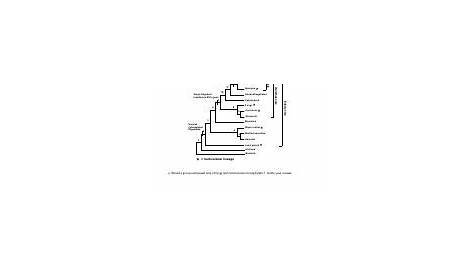 Phylogenetic trees ANSWERS(2).pdf - UBC Biology 121 2018 Practice