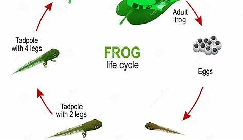 frog life cycle diagram