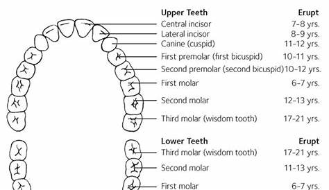primary and permanent teeth chart