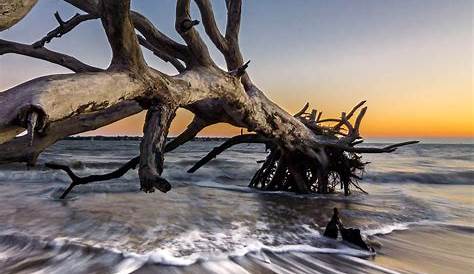 Driftwood Beach in Jekyll Island, GA