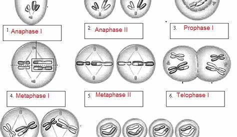 meiosis worksheet answers biology corner