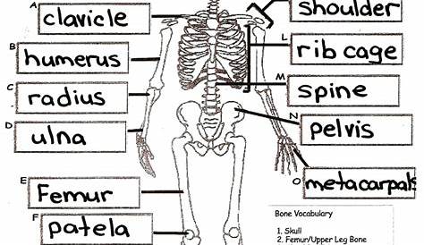 skeleton labeling worksheets answers
