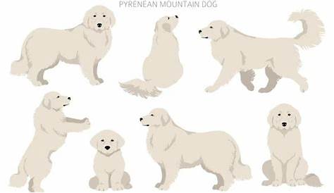 great pyrenees growth chart female