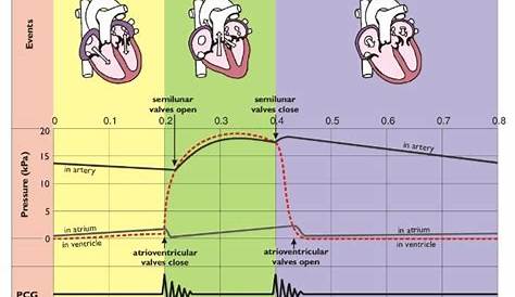 Cardiac cycle. | Cardiac cycle, Physiology, Icu nursing
