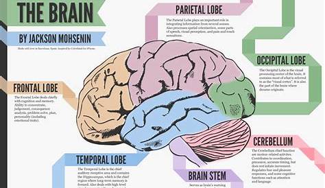 What are the different parts of the brain and their functions