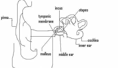 Stevens Anatomy: Basic Ear Worksheet