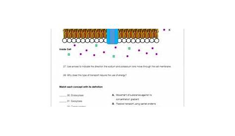 Cell Transport Review Worksheet by Biology with Brynn and Jack | TpT