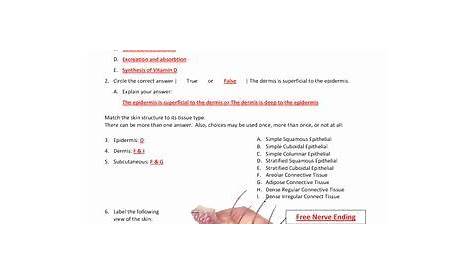integumentary system worksheets 1 answer key