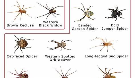 idaho spider identification chart