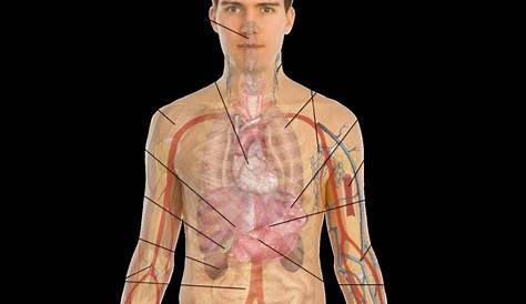 human body organ chart
