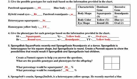 punnett squares practice worksheets answer key