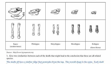 Evidence Of Evolution Worksheet